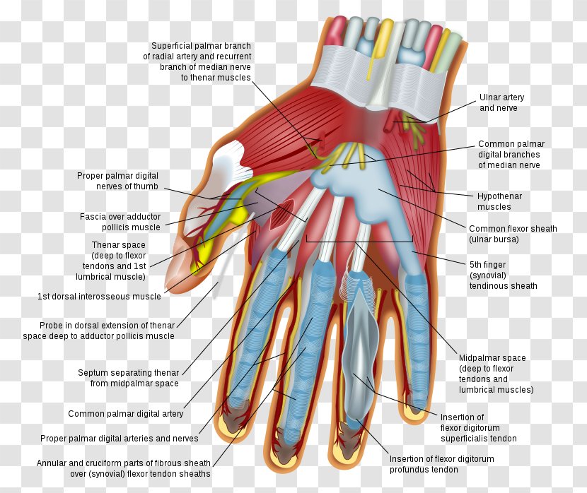 Wrist Hand Carpal Bones Human Body Finger - Flower Transparent PNG