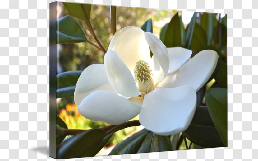 Magnoliaceae Southern Magnolia Flowering Plant Gallery Wrap Transparent PNG