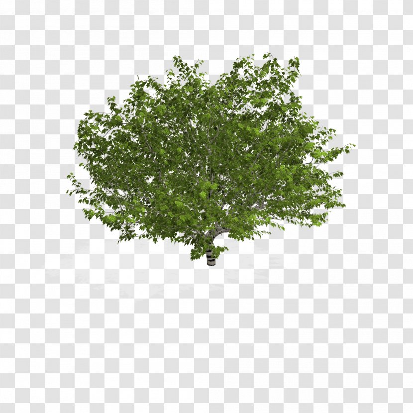 Calliandra Haematocephala Plant Tree Shrub - Leaf Vegetable - Plane Transparent PNG