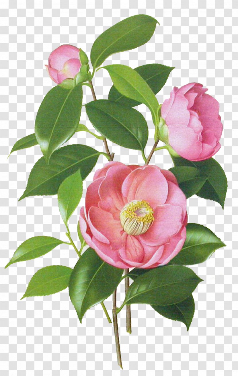 Japanese Camellia Drawing Watercolor Painting Botanical Illustration - Cut Flowers - Flower Transparent PNG
