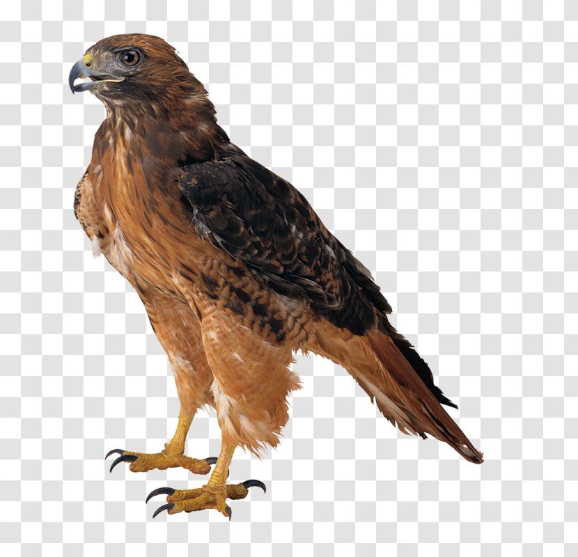 Bald Eagle Bird Clip Art - Hawk Transparent PNG