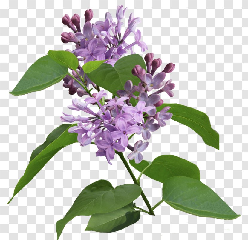 Lilac Syzygium Aromaticum Flowering Plant Purple Clip Art Transparent PNG