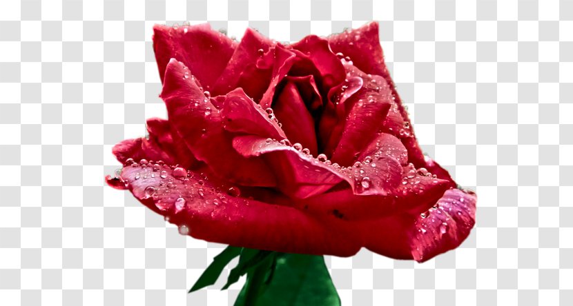 Garden Roses Cabbage Rose Floribunda Floristry Cut Flowers - Family - Flower Transparent PNG