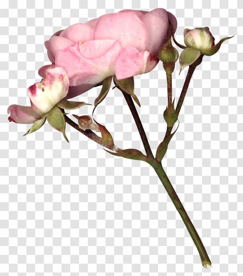 Garden Roses Fairy Tale Gothic Art Flower - Flowers Transparent PNG