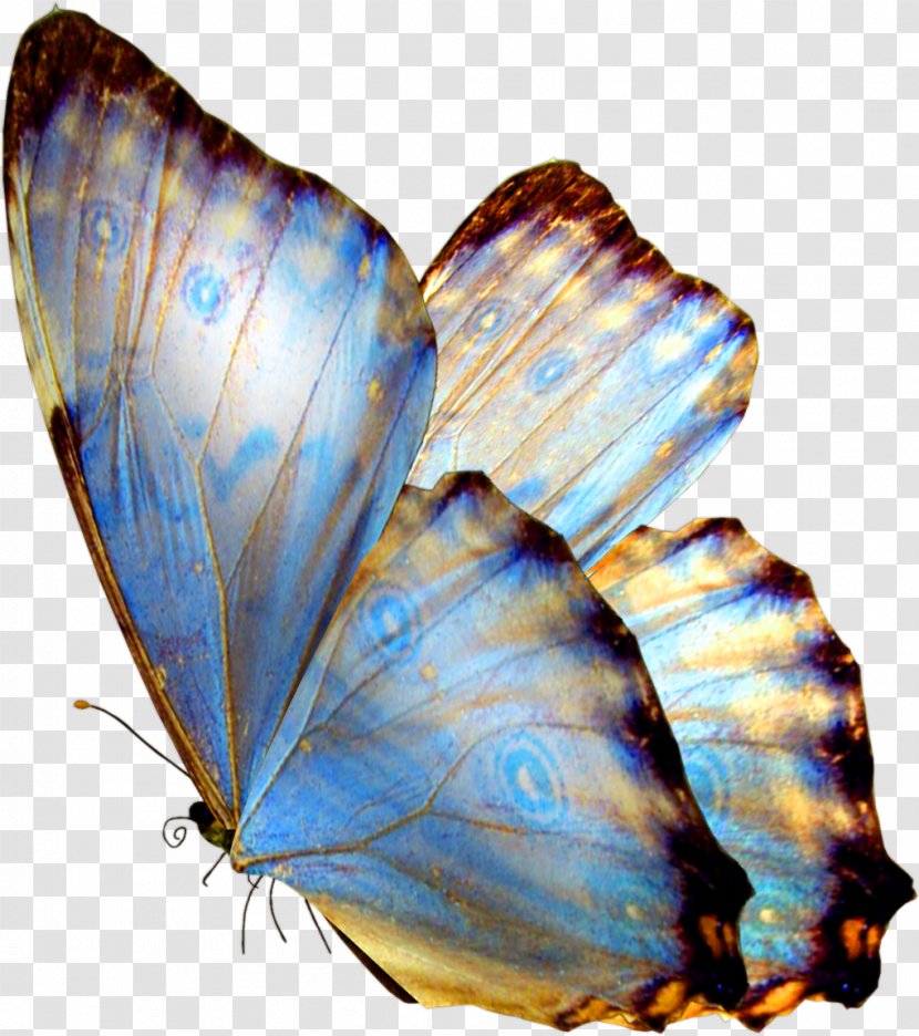 Butterfly Gift - Drawing Transparent PNG