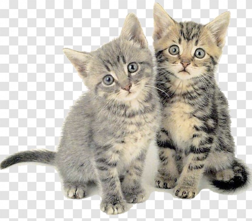 Siberian Cat Kitten Felidae Behavior Communication - Domestic Short Haired - Caries Transparent PNG