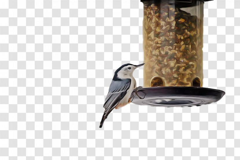 Birds Bird Food Bird Feeder Science Biology Transparent PNG
