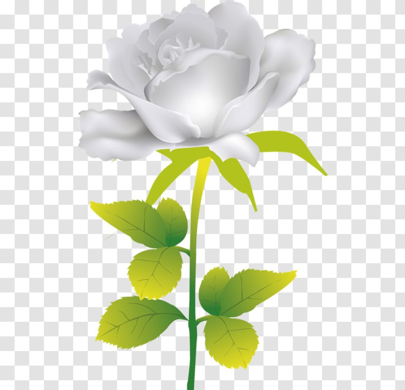 Garden Roses - Rose Order - Flower Transparent PNG