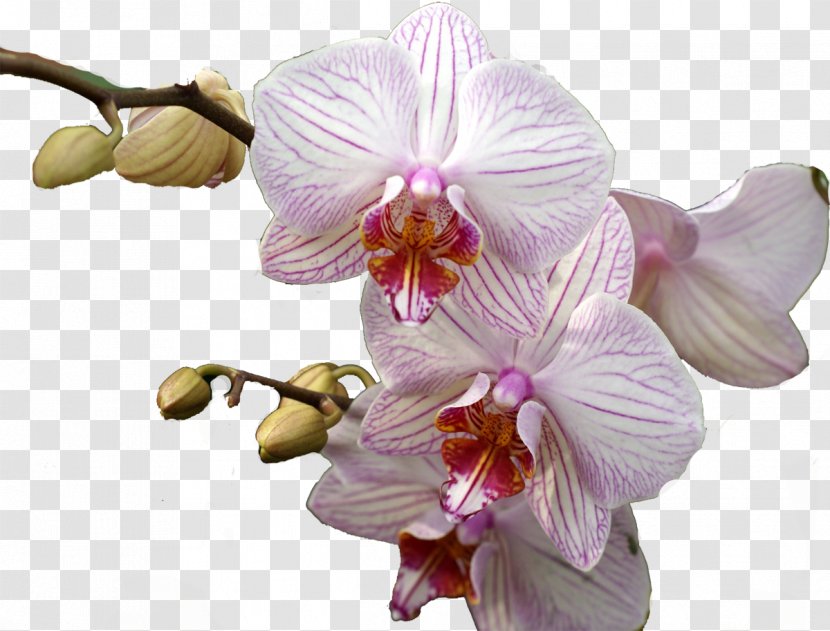 Thailand Moth Orchids Flower Plant - Color - Orchid Transparent PNG