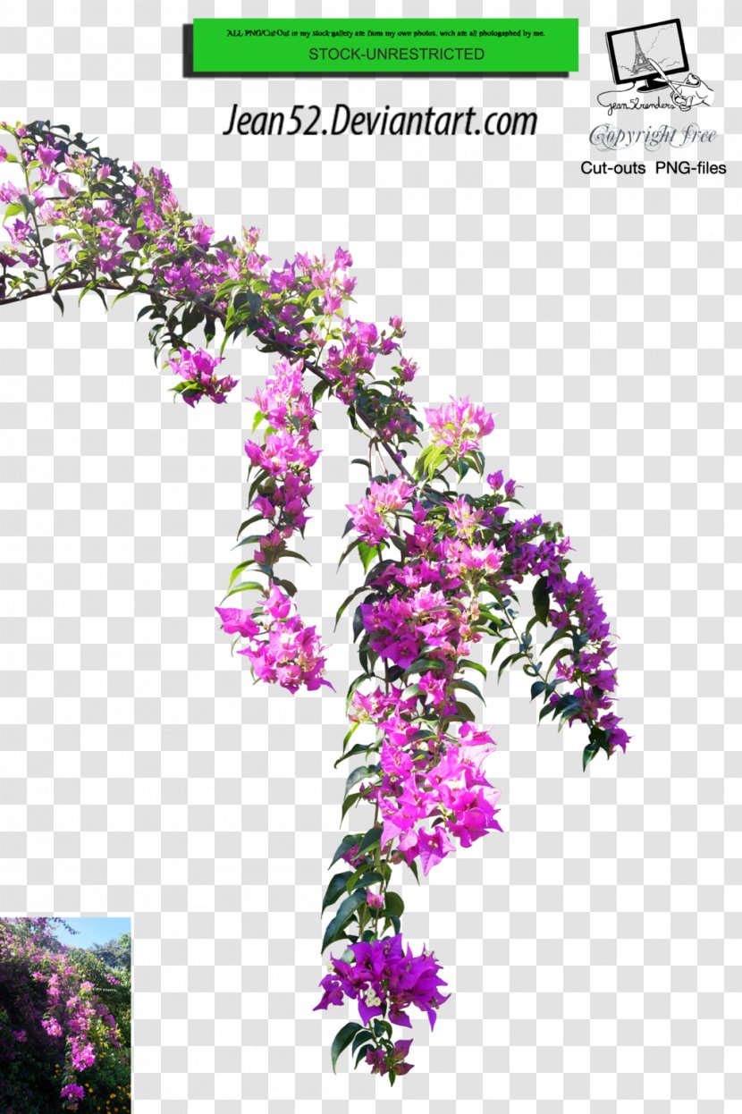 Flower Plant Floral Design - Petal - Torii Gate Transparent PNG