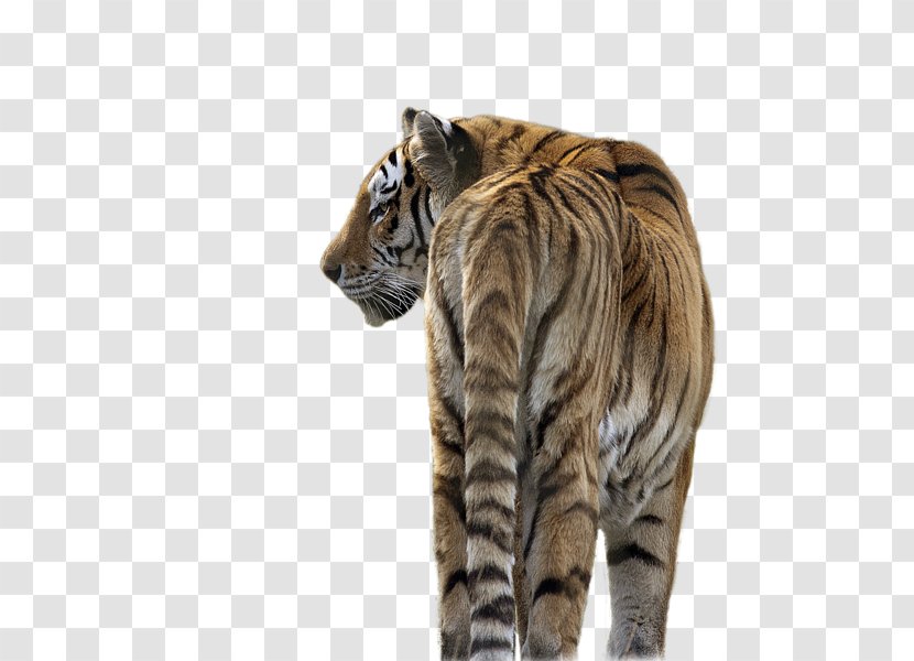 Cat Siberian Tiger Kitten Wildlife - Head Transparent PNG