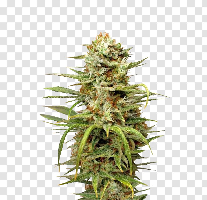 White Widow Autoflowering Cannabis Marijuana Medical Transparent PNG
