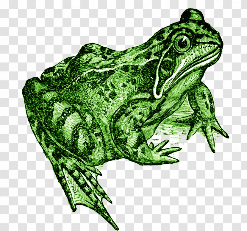 The Common Frog Amphibian Toad - Reptile Transparent PNG