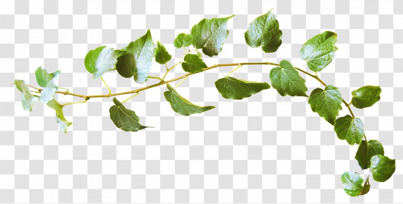 Leaf Twig World Wide Web - Website - Green Leaves Transparent PNG