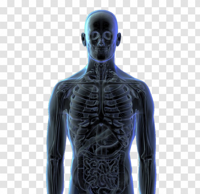 Human Body Skeleton Bone Homo Sapiens - Heart - 3d Perspective View Of The Transparent PNG