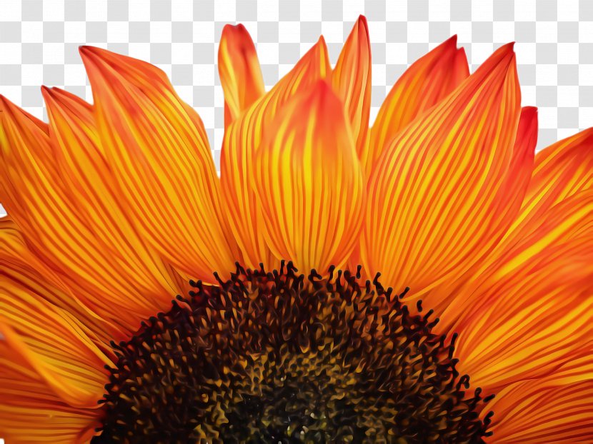 Flowers Background - Gazania - Wildflower Annual Plant Transparent PNG