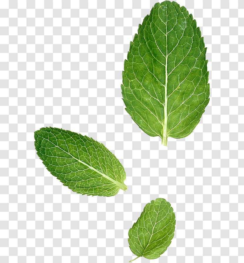 Leaf Peppermint Mentha Spicata Herbalism Transparent PNG