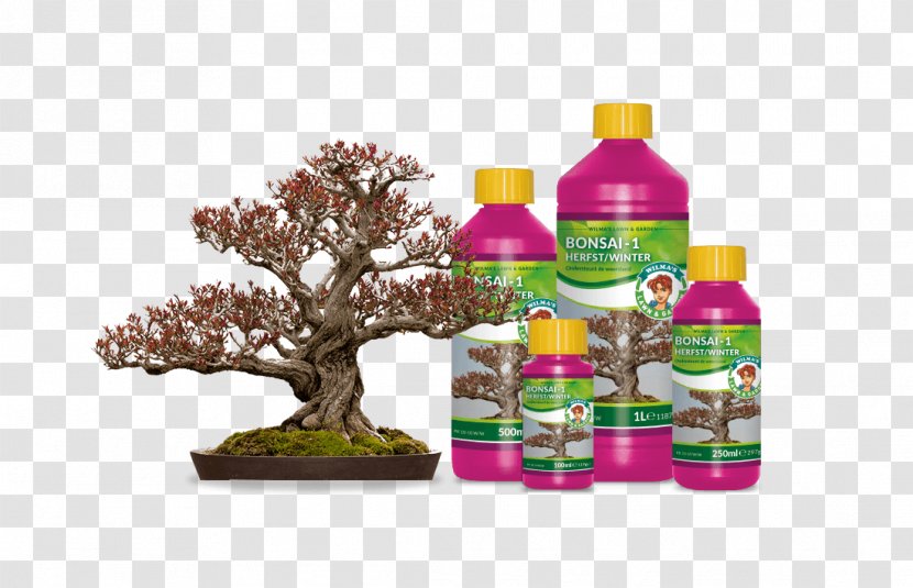 Bonsai Pomegranate Tree Plant Garden Centre - Indoor Transparent PNG