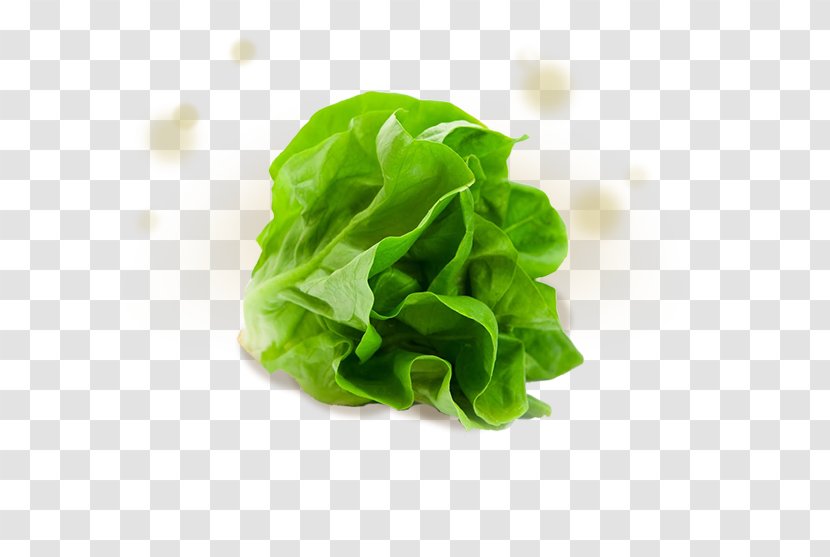 Iceberg Lettuce Romaine Stock Photography Salad Vegetable - Chard Transparent PNG
