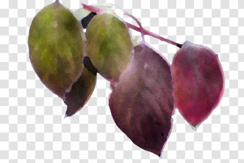 Leaf Fruit Science Plant Structure Plants Transparent PNG