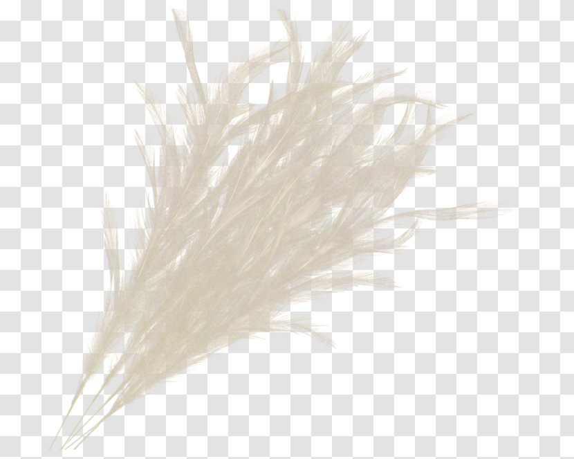 Feather Material - Quill Transparent PNG