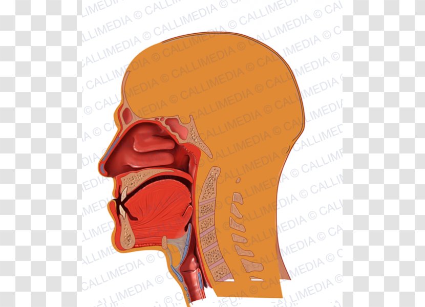Respiratory System Anatomy Illustration Anatomique Circulatory - Tree - Acromegaly Transparent PNG