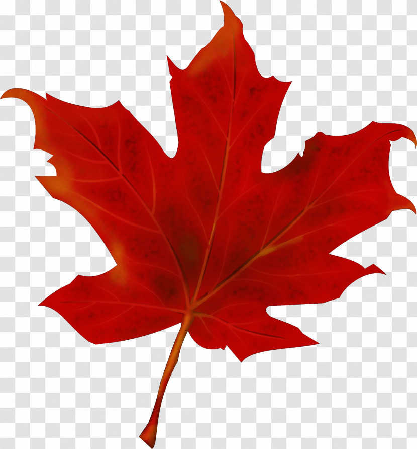 Maple Leaf Transparent PNG