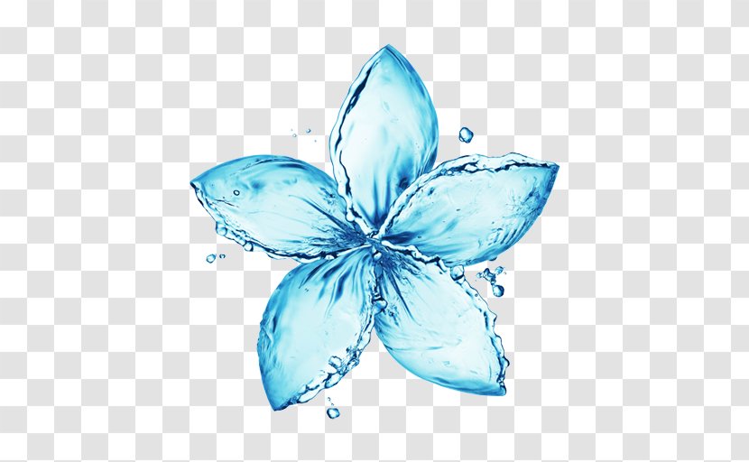 Stock Photography Water Flower Drop - Invertebrate Transparent PNG