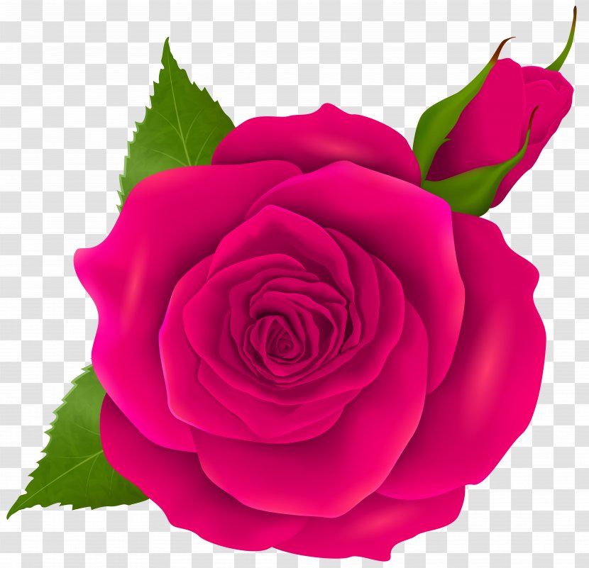 Garden Roses Centifolia Rosa Chinensis Floribunda Pink - Flower - Rose And Bud Transparent Clip Art Transparent PNG