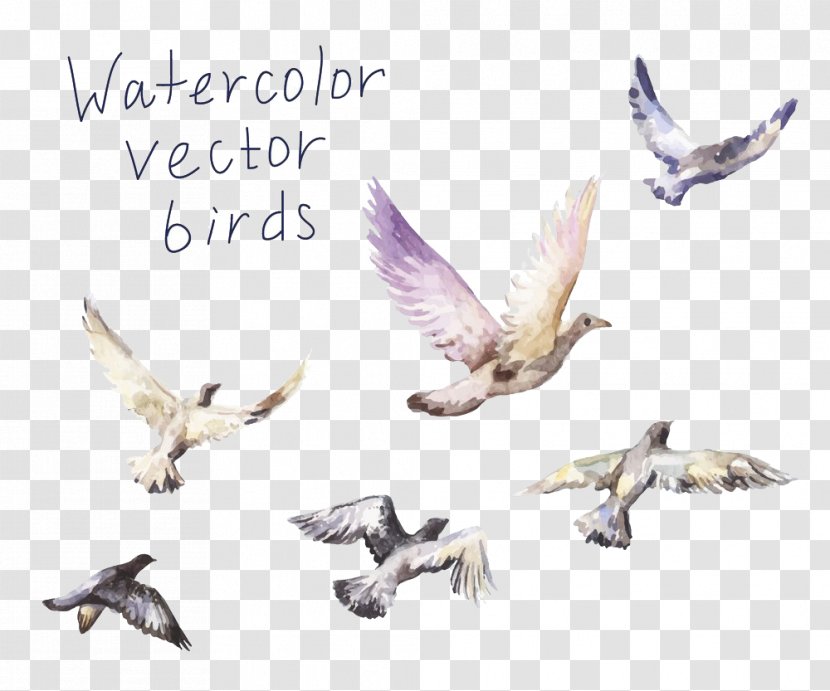 Drawing Birds - Stock Photography - Feather Transparent PNG