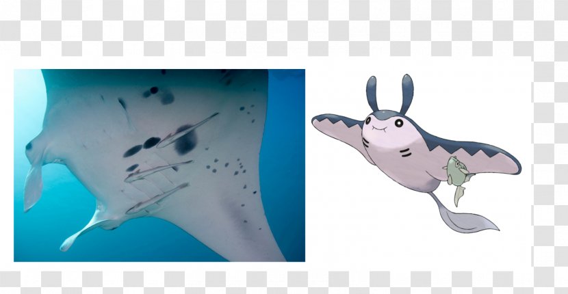 Marine Mammal Fauna Shark Mantine Product Design Transparent PNG