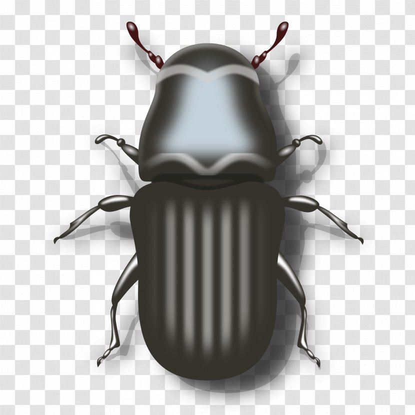 Darkling Beetle Ladybird Clip Art - Arthropod Transparent PNG