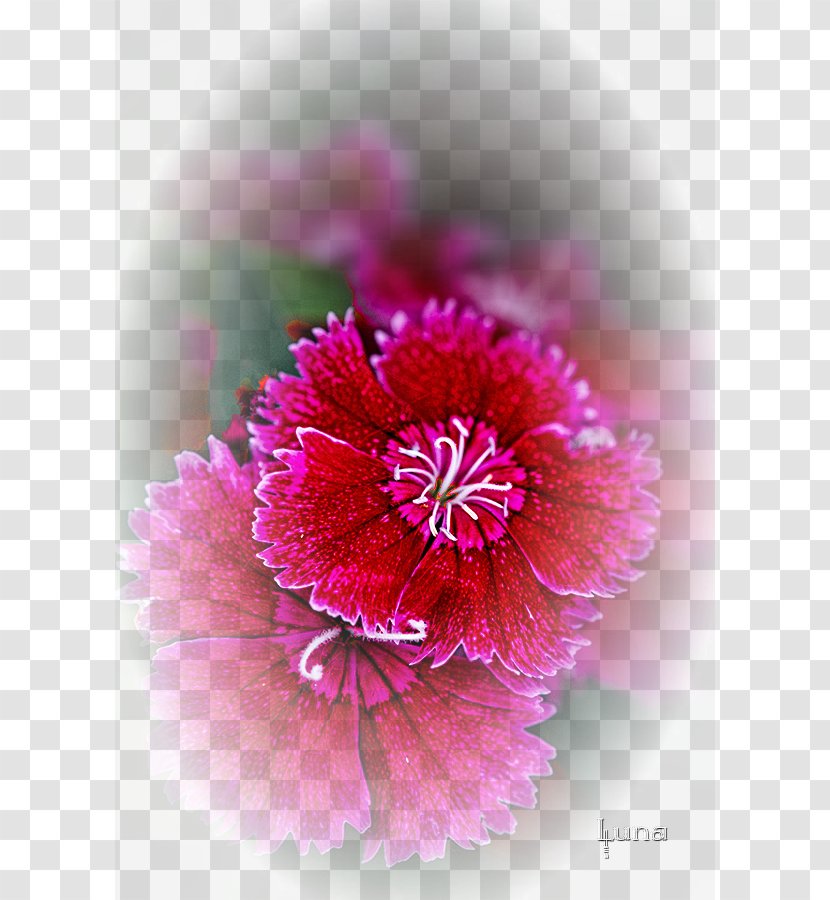Floral Design Cartoon Flower Clip Art - Flowers Creative Patterns Transparent PNG