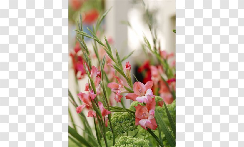 Floral Design Cut Flowers Robinetta Lilium - Bulb - Flower Transparent PNG