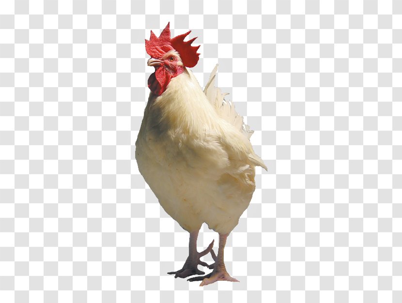 Leghorn Chicken Broiler Cornish Australorp Rooster Transparent PNG