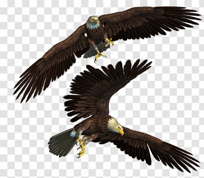 Bald Eagle Bird - Falcon Transparent PNG