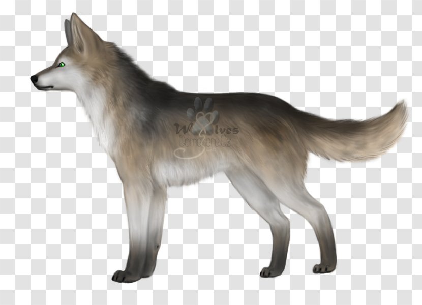 Saarloos Wolfdog Czechoslovakian Kunming Tamaskan Dog Coyote - Breed - Fier Transparent PNG