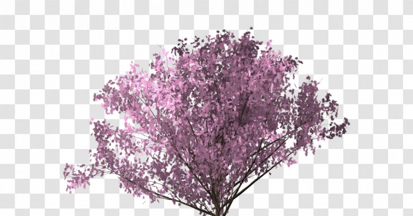 Cherry Blossom Sai Transparent PNG