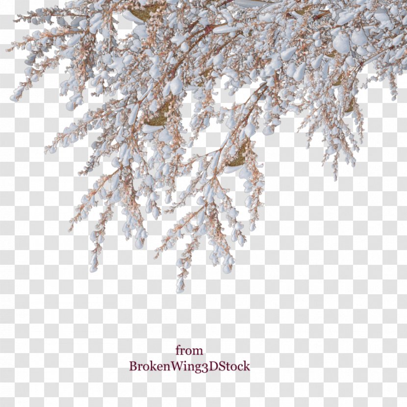 Snow Winter Shrub Tree - Frost Transparent PNG