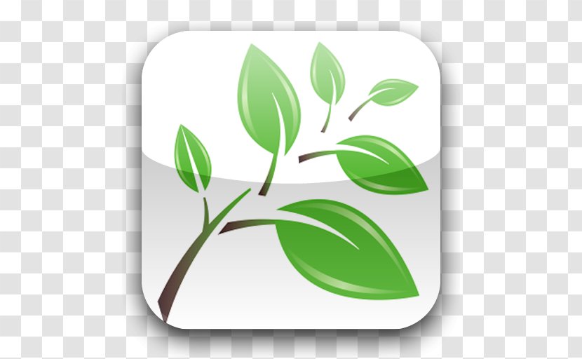 Plant Stem Leaf Font Product - Tree Transparent PNG