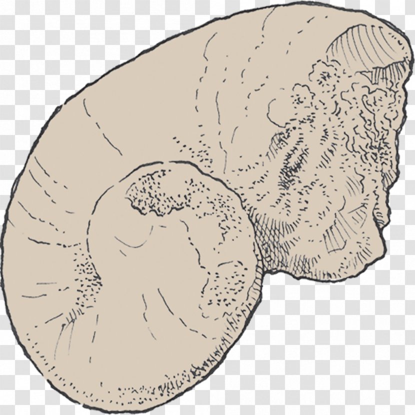 Jaw Animal Brain - Heart Transparent PNG