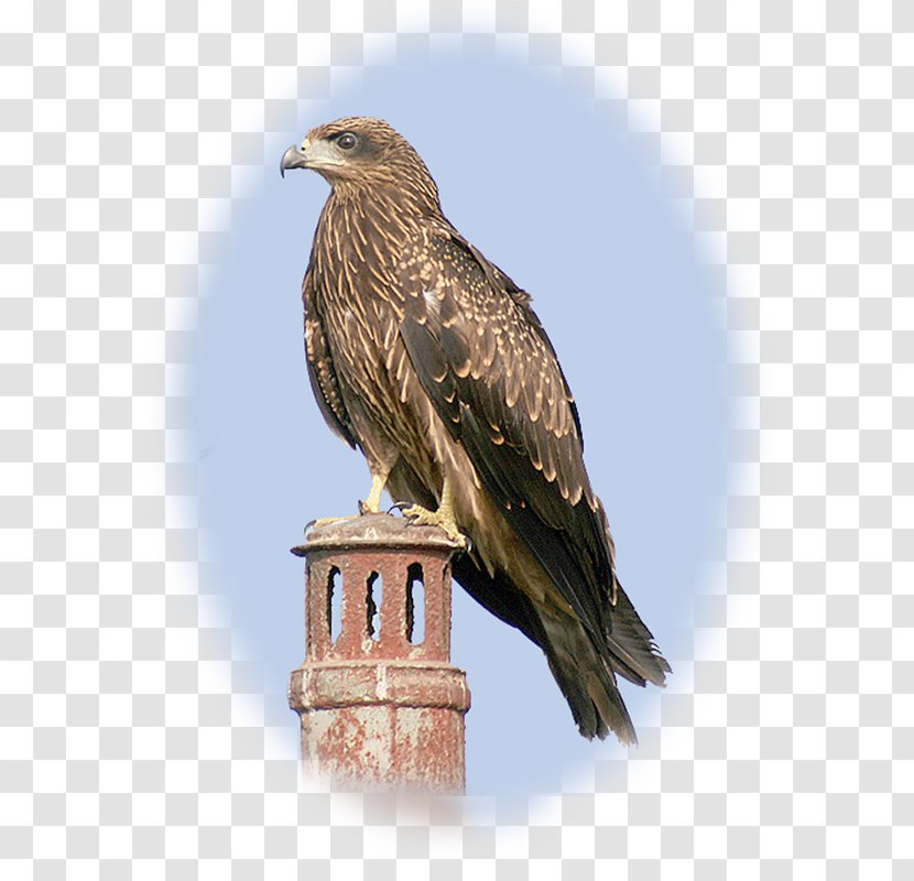 Bird Black Kite Red Accipitridae Transparent PNG