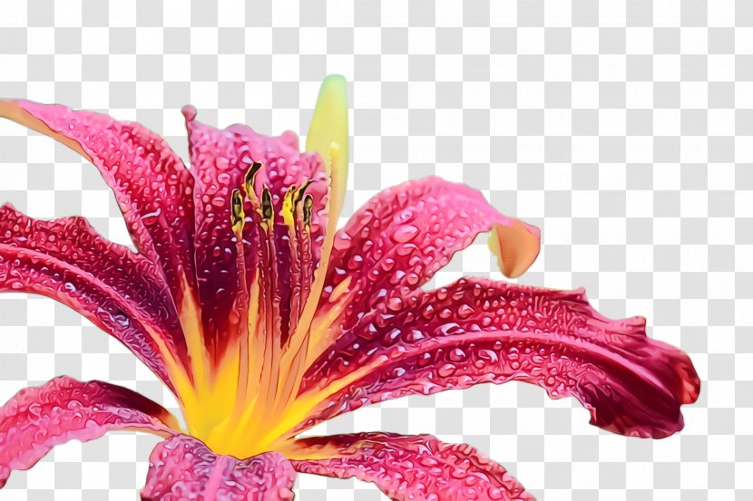 Flower Flowering Plant Petal Lily - Family - Pollen Transparent PNG