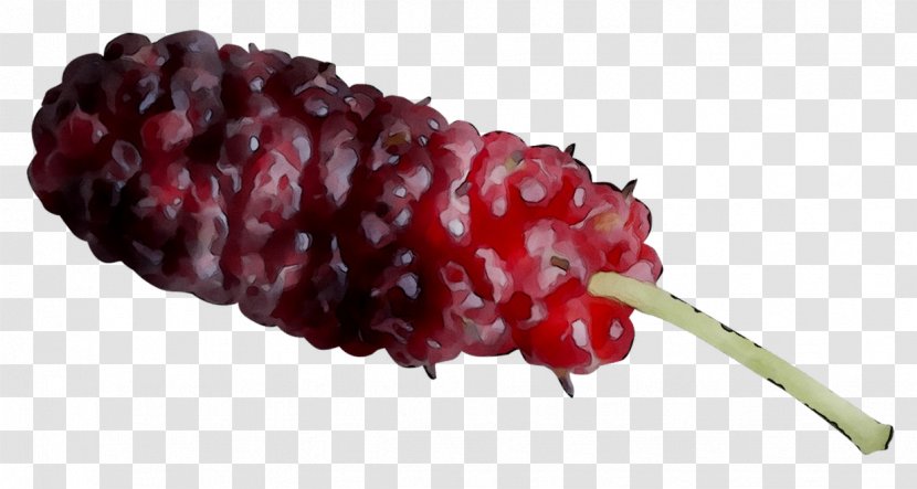 Boysenberry Tayberry Berries Red Mulberry Fruit - Food - Plant Transparent PNG