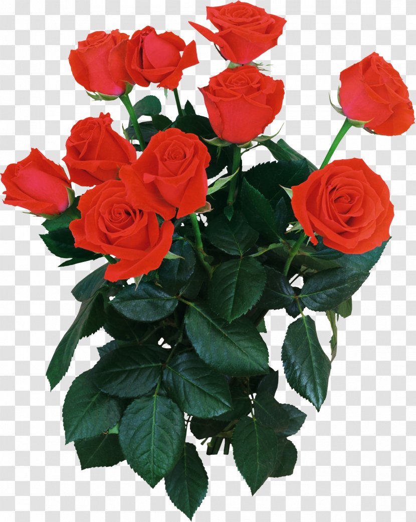 Garden Roses Flower Bouquet Moscow - China Rose Transparent PNG