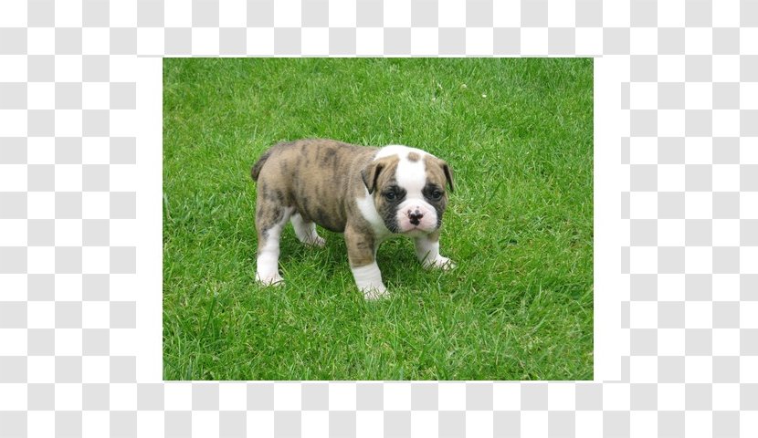 Valley Bulldog Olde English Bulldogge Dorset Tyme Toy American - Old Transparent PNG