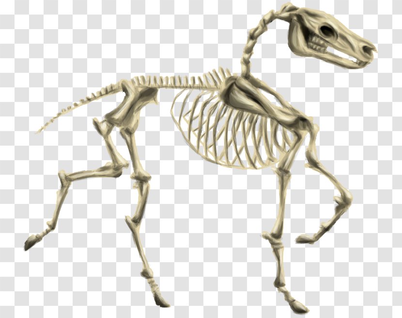 Horse Human Skeleton Howrse Pony - Mammal Transparent PNG