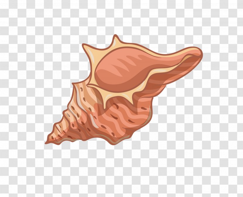 Conch - Information - Creative Transparent PNG