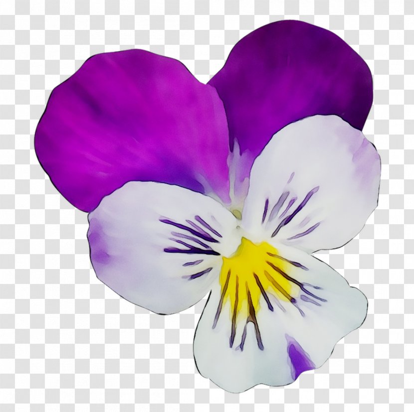 Pansy The World We Knew (Over And Over) Flower Bouquet Text - Message Transparent PNG