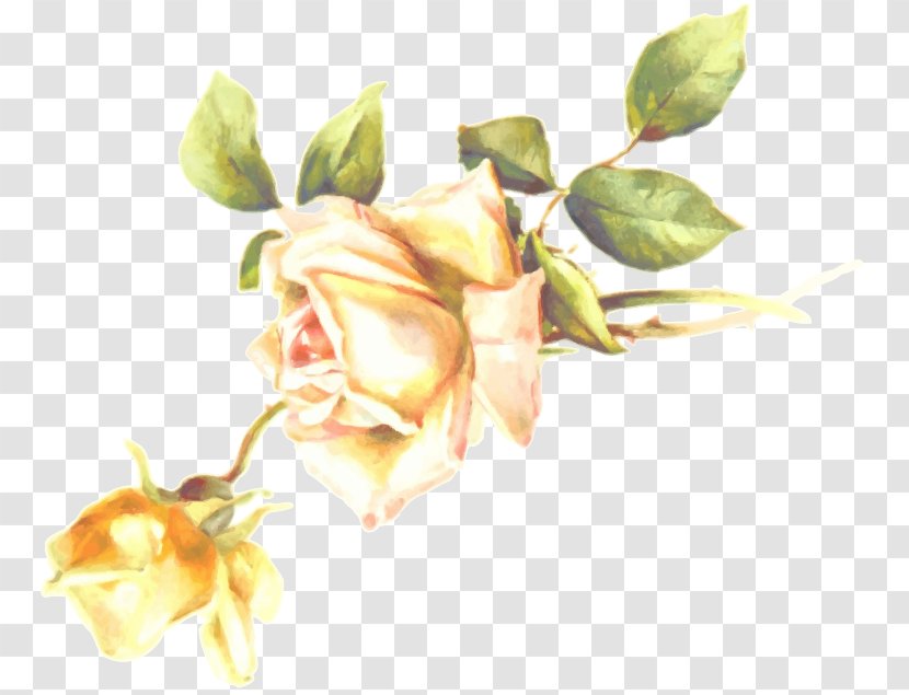 Garden Roses Flower Clip Art - Photography - Leaves Transparent PNG